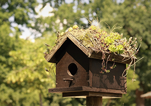 Nichoirs pour oiseaux